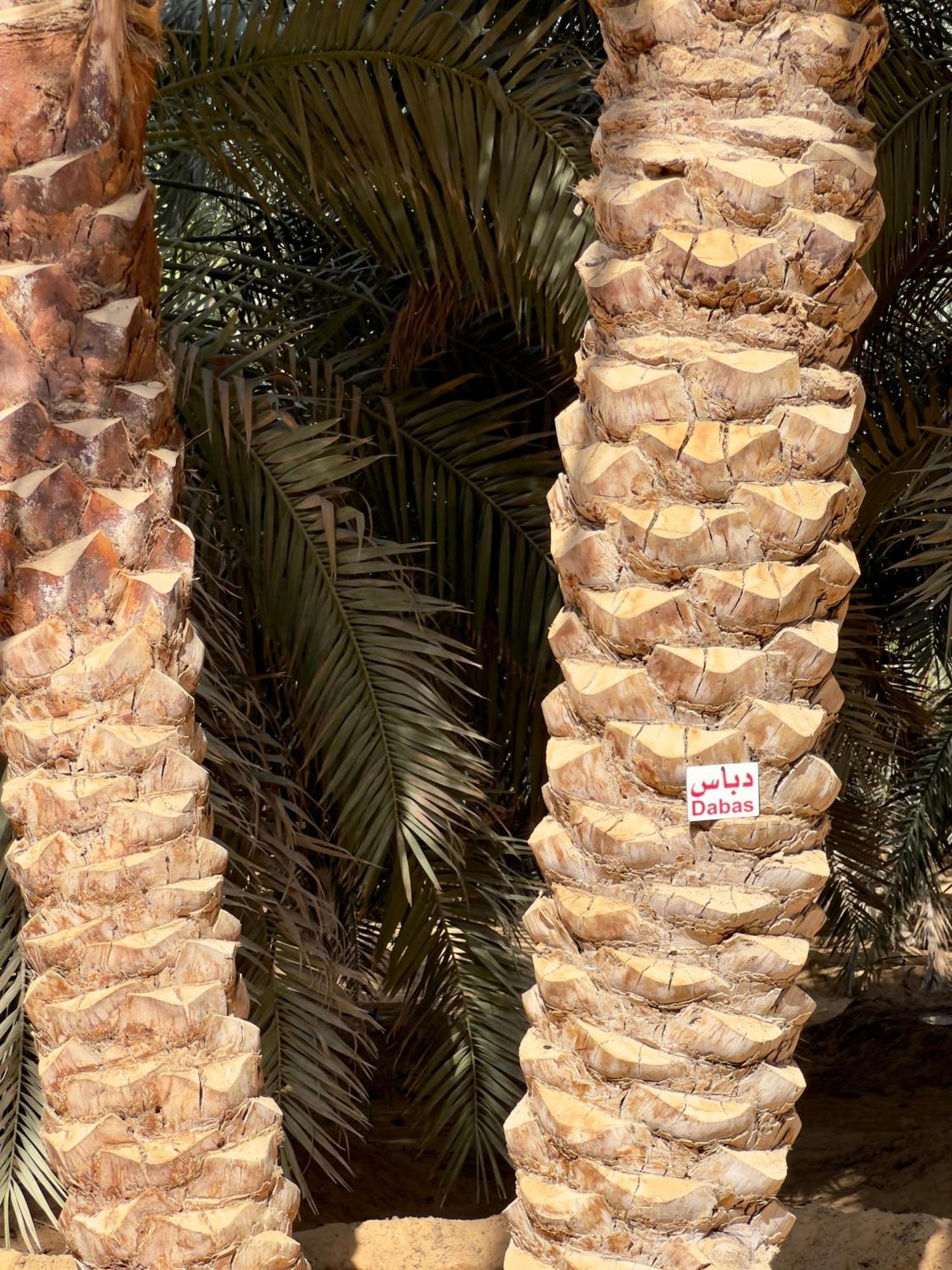 فندق Liwa Nights ليالي ليوا المظهر الخارجي الصورة